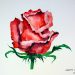 How to draw a rose flower Painting Watercolors - Cristina picteaza - Flori Pictate Trandafir Rosu