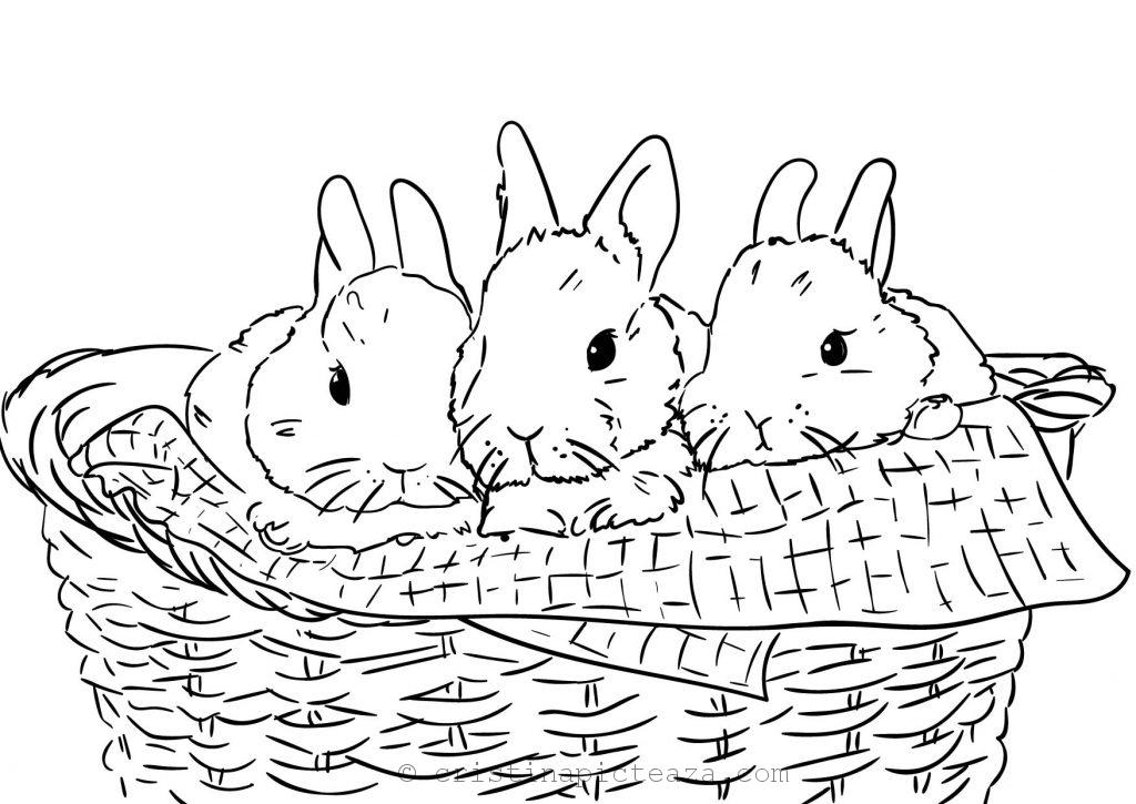 Iepurasi de colorat - Planse de colorat- Free Bunny coloring pages