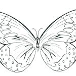Fisa de desenat- Butterfly coloring