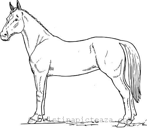Planse de colorat cai – Desene cu cai de colorat