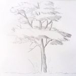 Desen cu copac in creion - desene in creion - tree pencil drawing