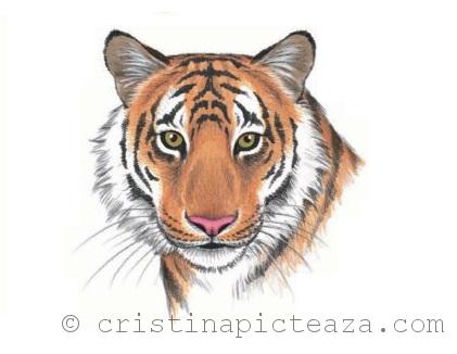 tiger face drawings with color