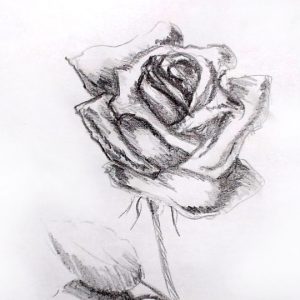 desene in creion - trandafir in creion - pencil drawing rose
