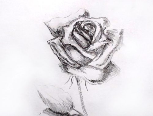 desene in creion - trandafir in creion - pencil drawing rose