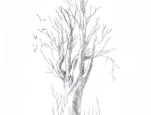 Copac desenat in creion - Cristinapicteaza.com