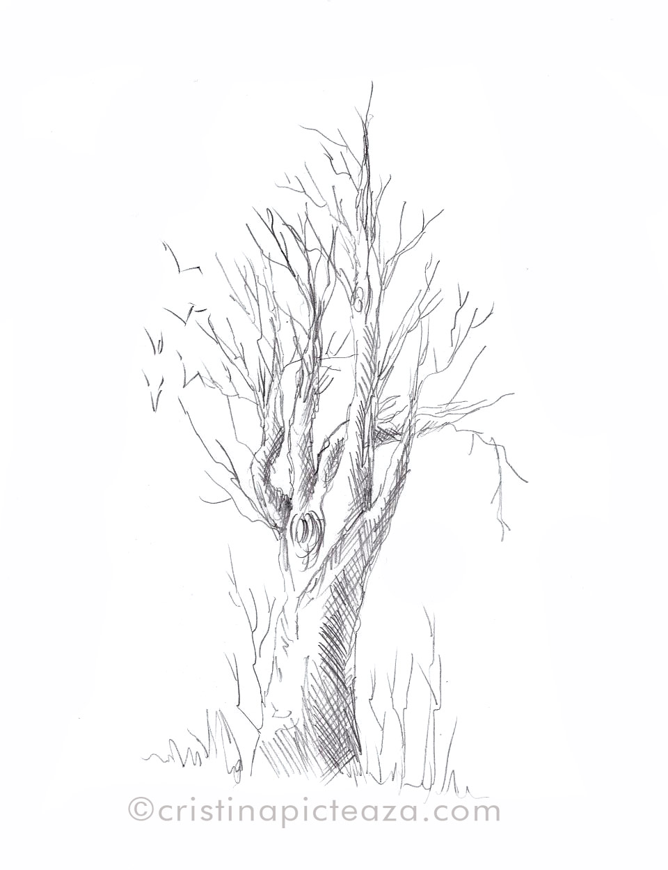 Describe Misty Sea slug Copac desenat in creion - Desene in creion – Cristina Picteaza